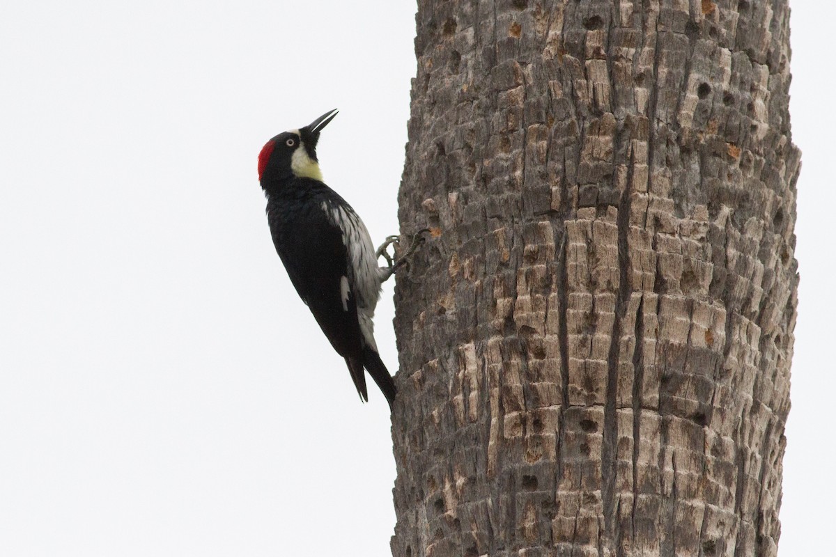 Acorn Woodpecker - ML619065376