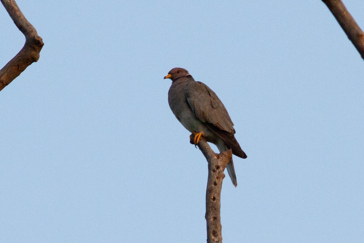 Band-tailed Pigeon - ML619065398