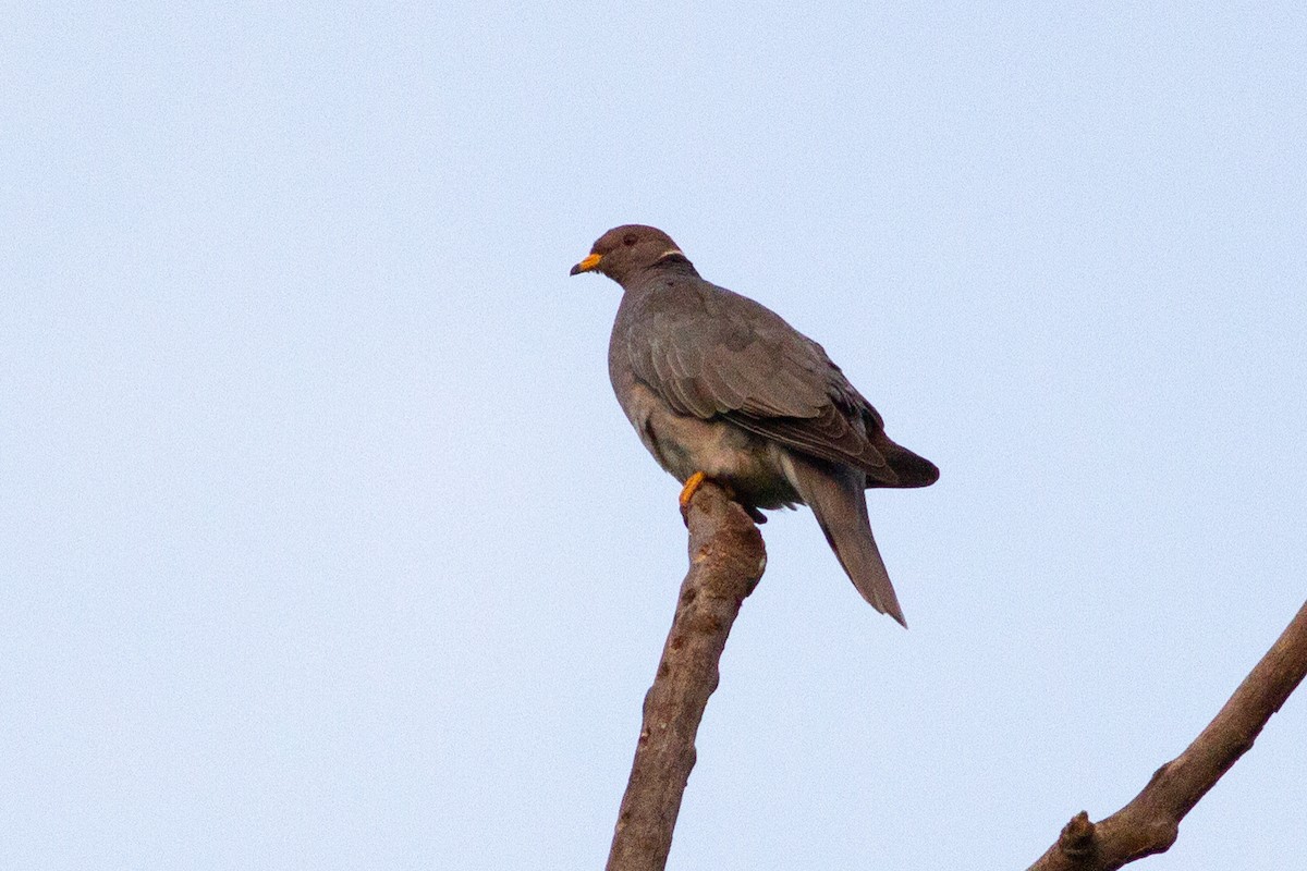 Band-tailed Pigeon - ML619065399