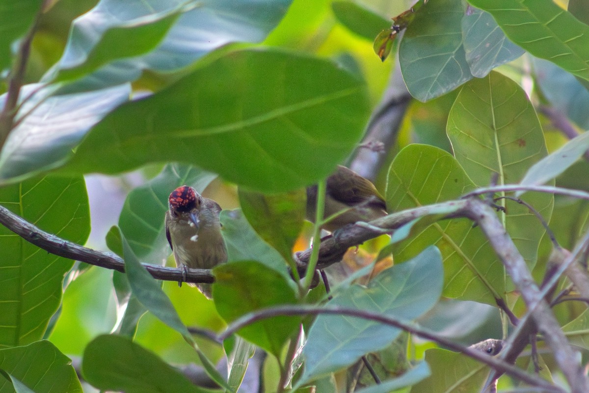 Plain-breasted Piculet - ML619065402