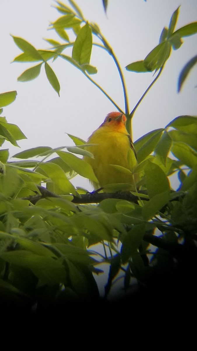 Western Tanager - ML619065414