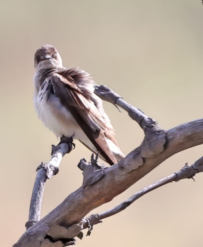 Northern Rough-winged Swallow - ML619065428