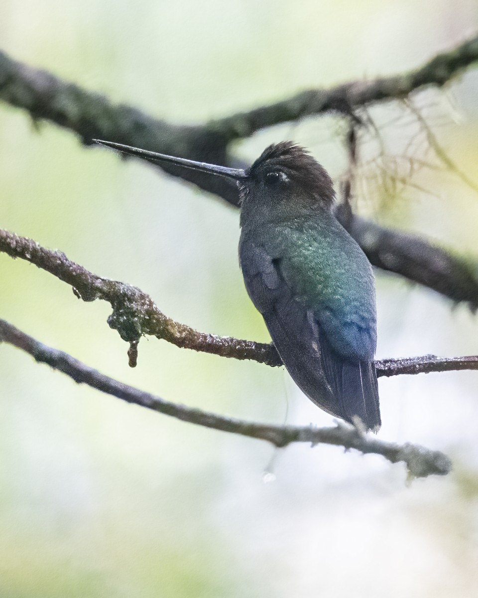 kolibřík zelenočelý - ML619065472