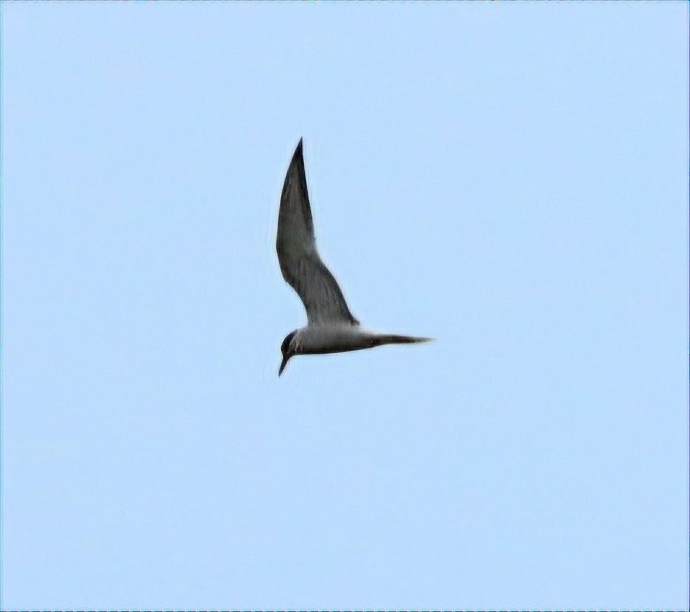 Common Tern - ML619065493