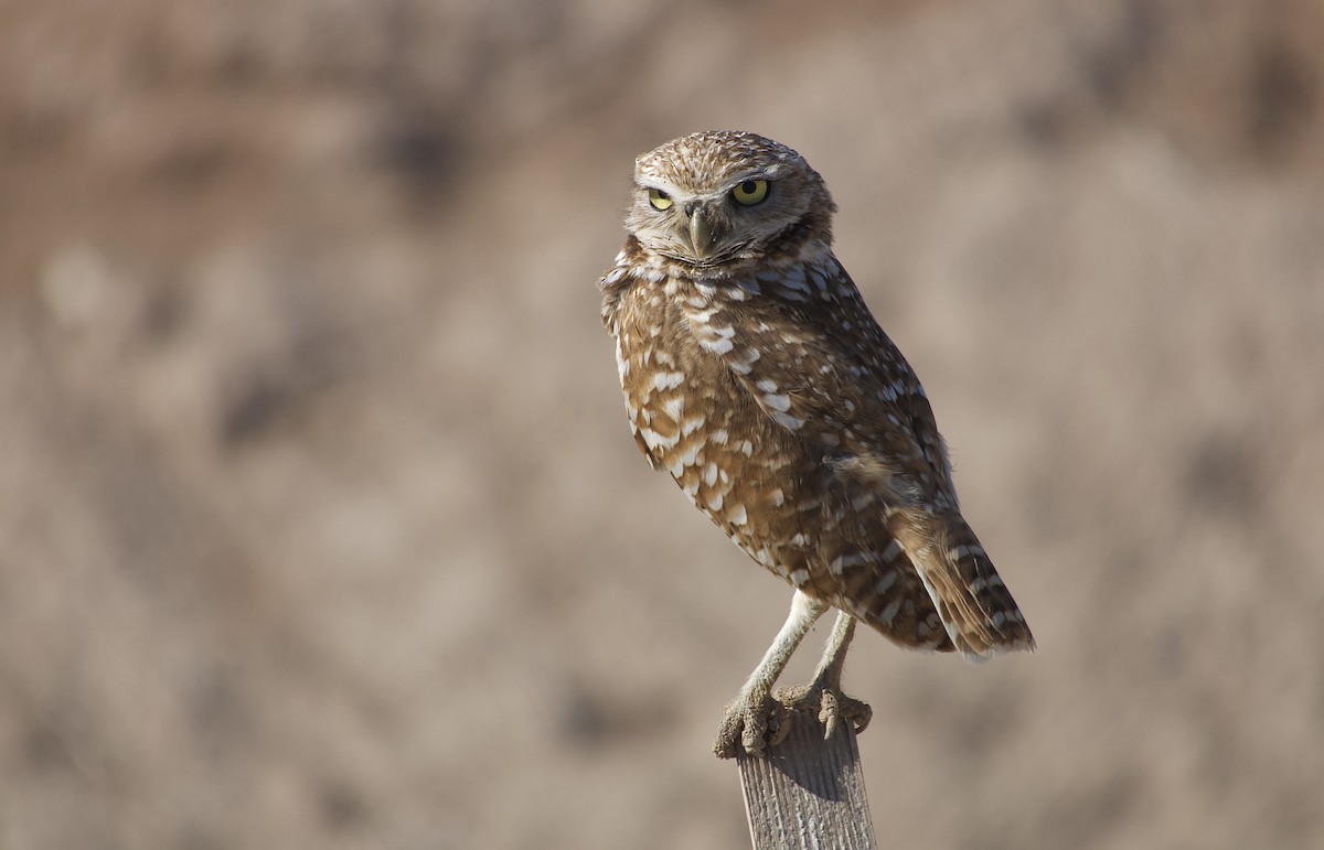 Burrowing Owl - ML619065523