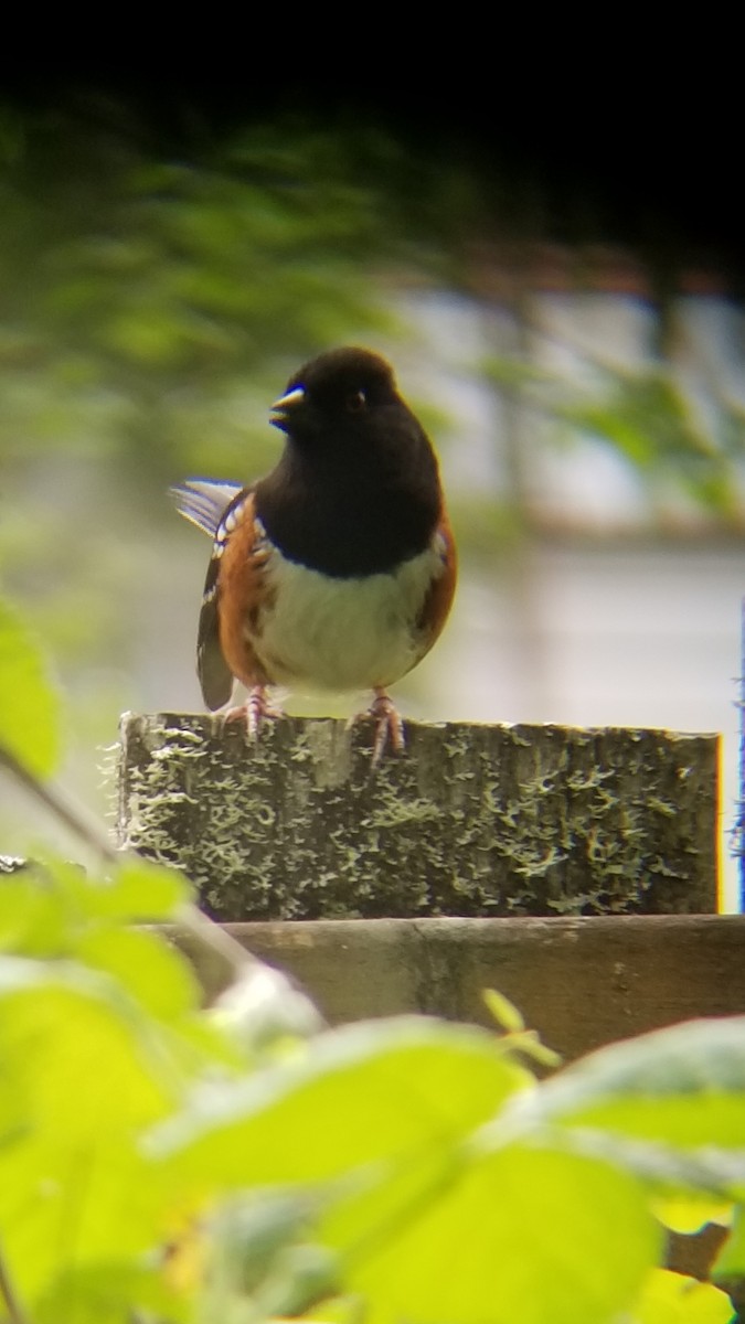 Spotted Towhee - ML619065526