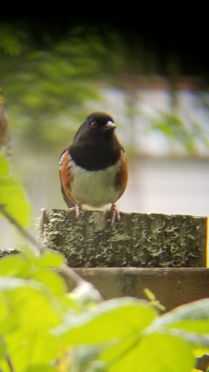 Spotted Towhee - ML619065527