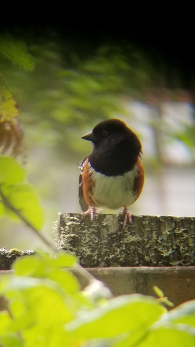 Spotted Towhee - ML619065528