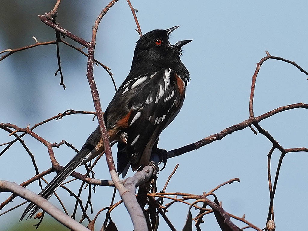 Spotted Towhee - ML619065531
