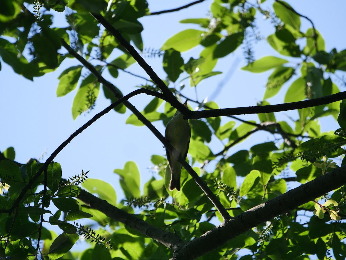 Kamchatka Leaf Warbler - ML619065541