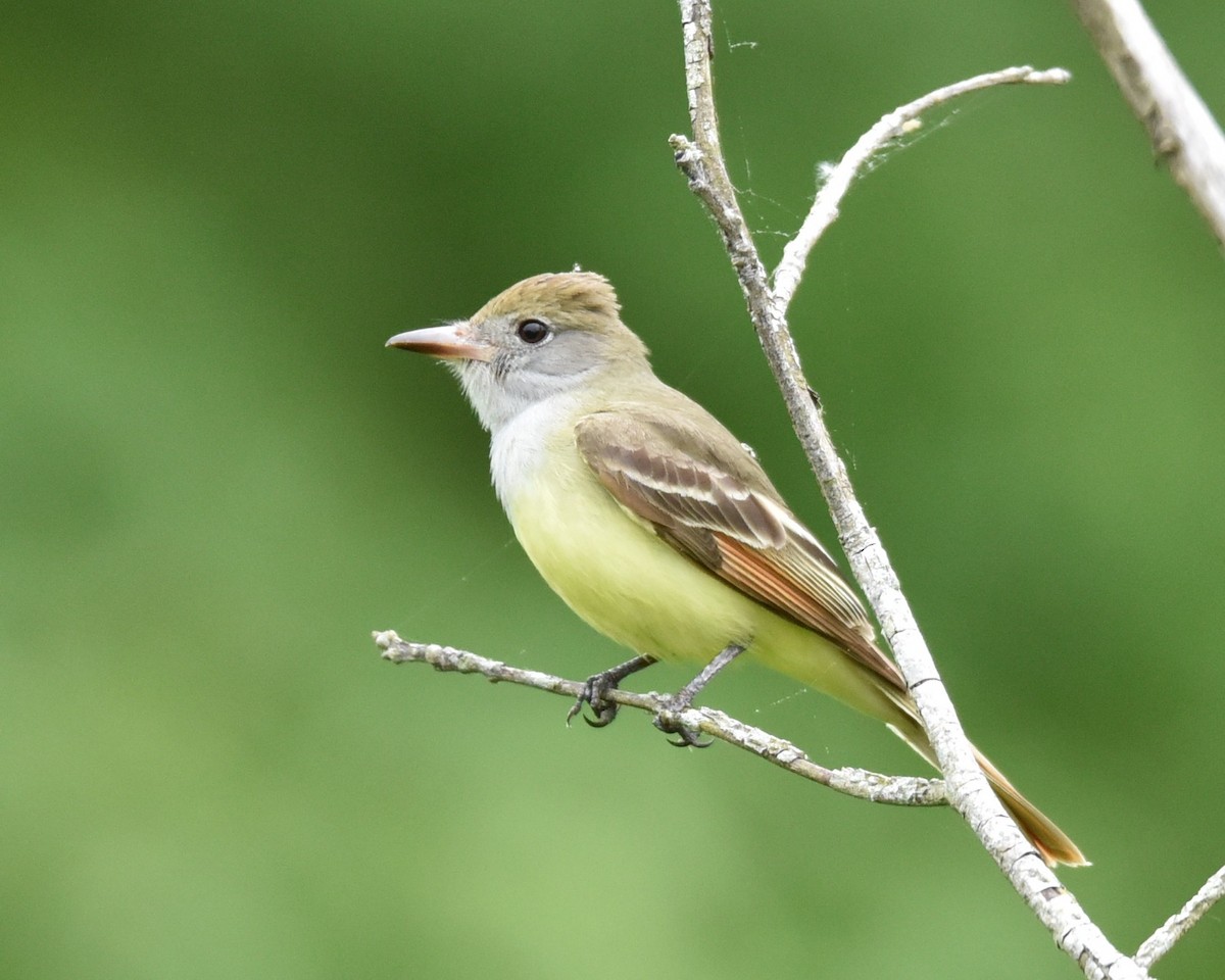 Great Crested Flycatcher - ML619065545