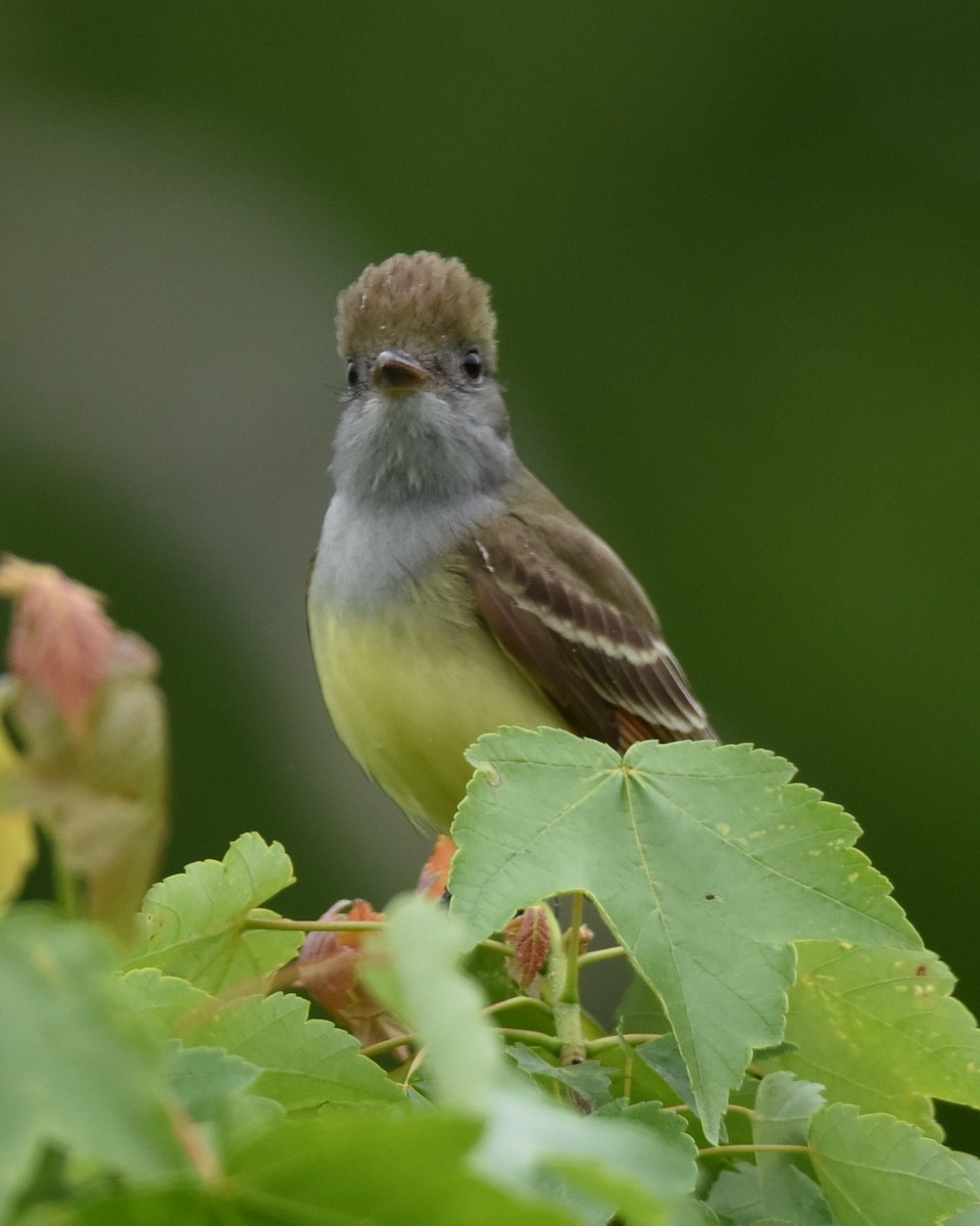 Great Crested Flycatcher - ML619065546