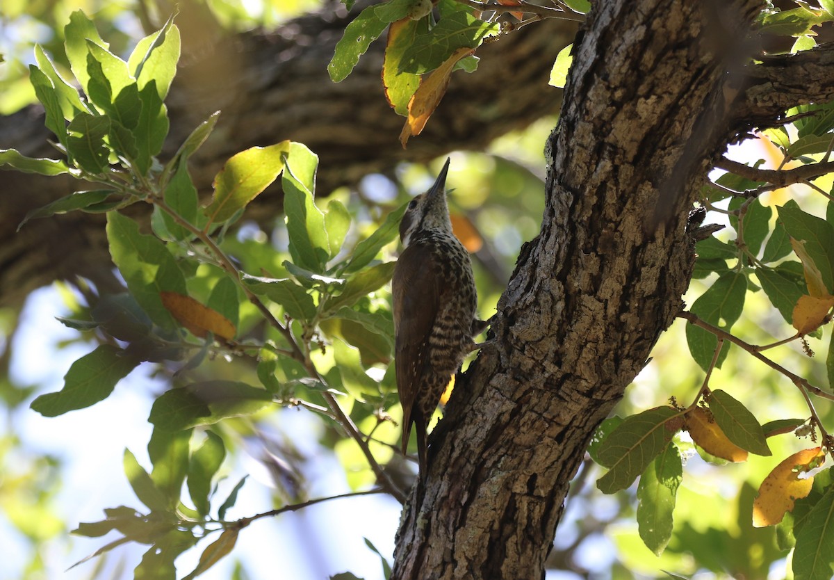 Arizona Woodpecker - ML619065554