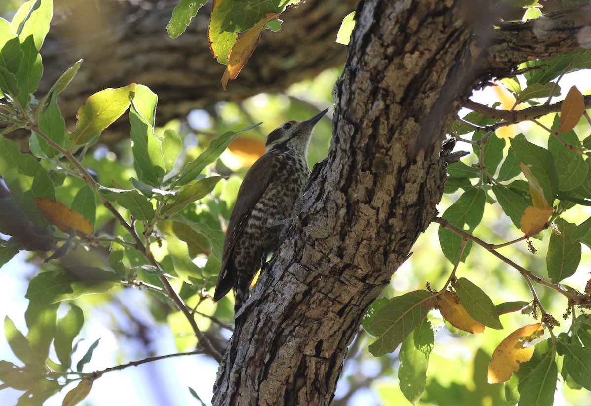 Arizona Woodpecker - ML619065556