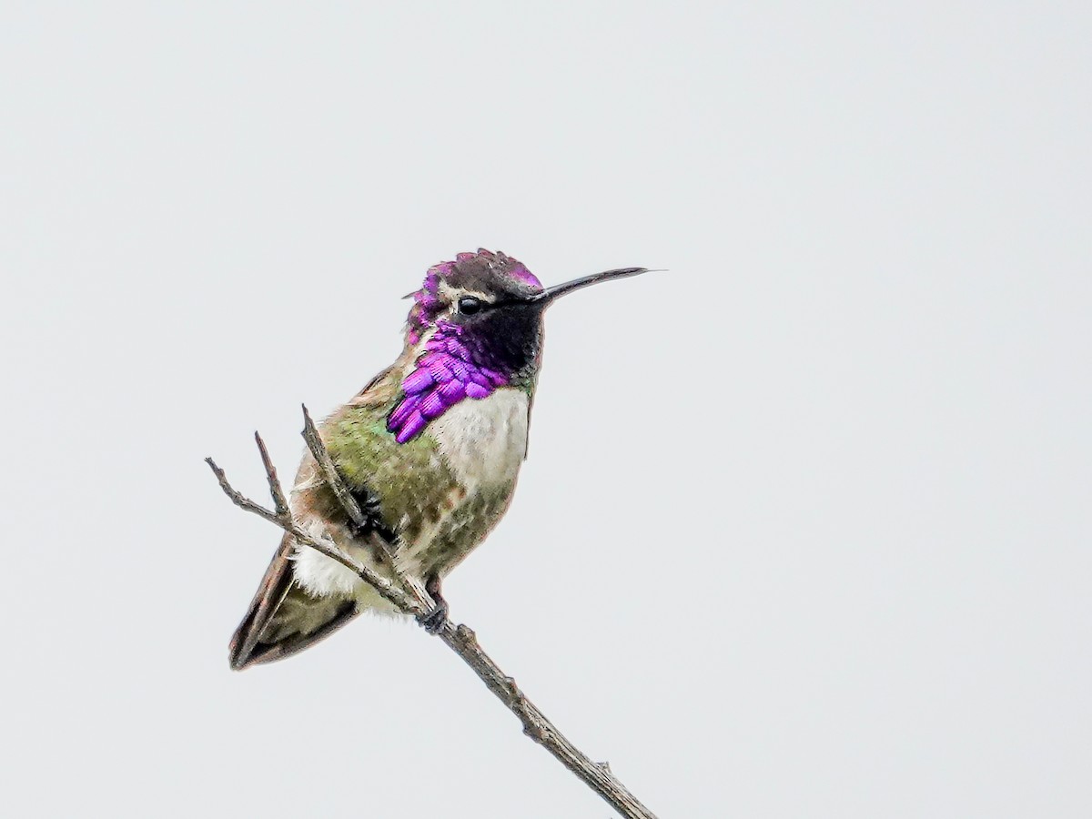 Costa's Hummingbird - ML619065560