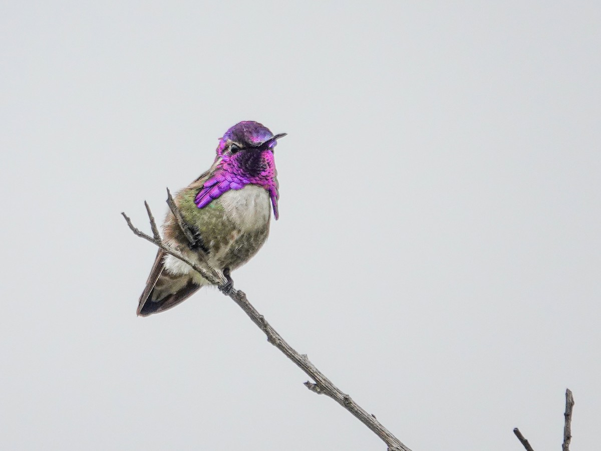 Costa's Hummingbird - ML619065561