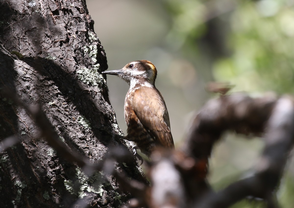 Arizona Woodpecker - ML619065565