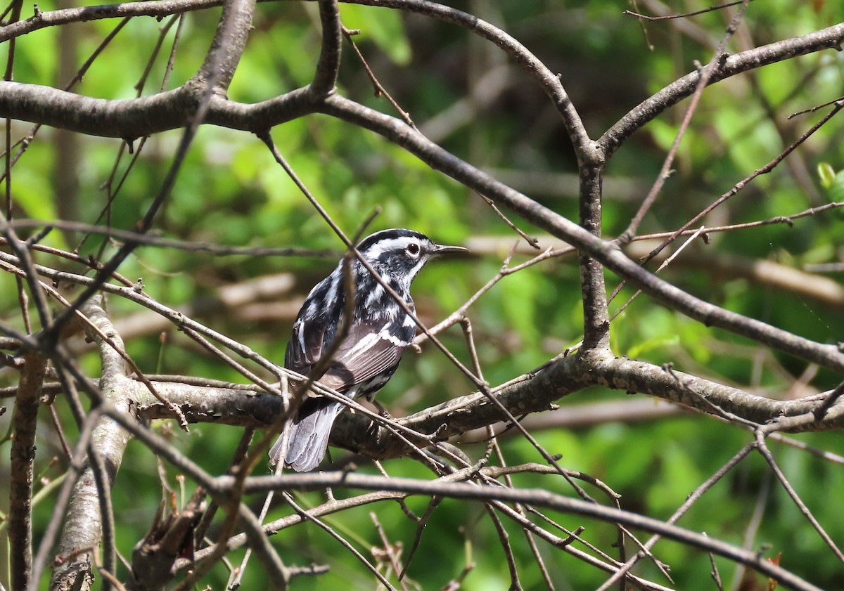 Black-and-white Warbler - tom aversa