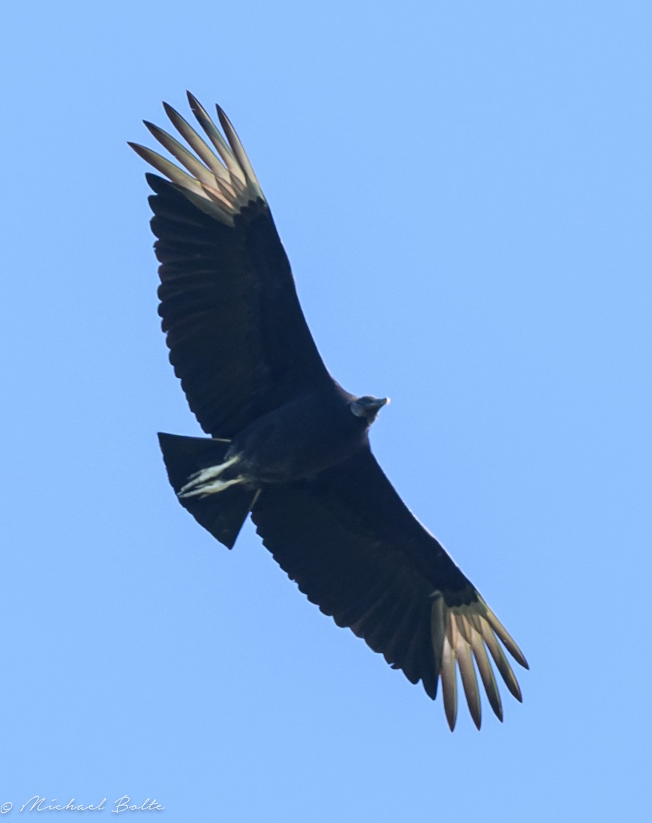Black Vulture - ML619065609