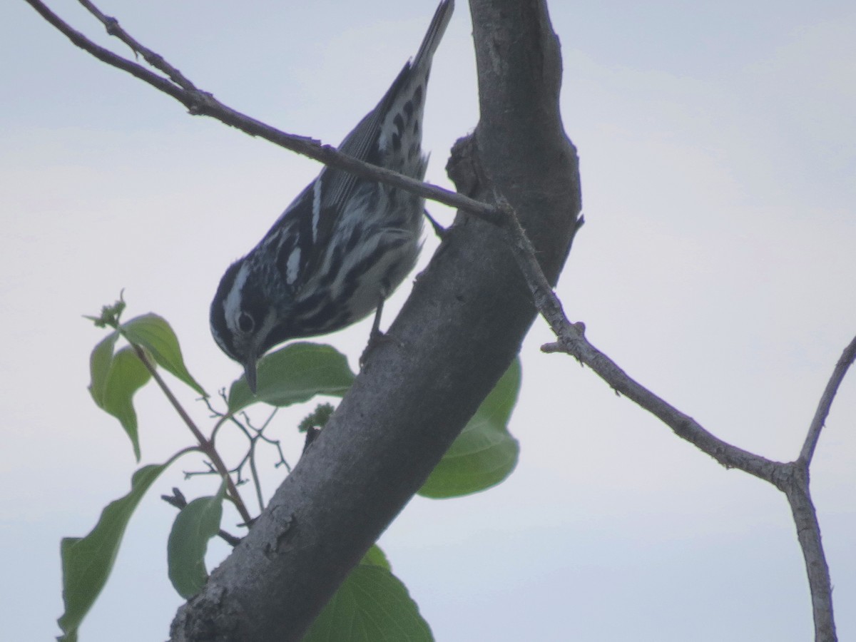 Black-and-white Warbler - ML619065630