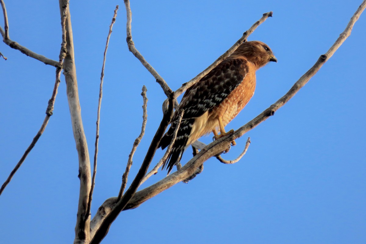 Red-shouldered Hawk - Terry Swope