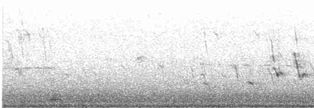Perruche terrestre (wallicus) - ML619065649