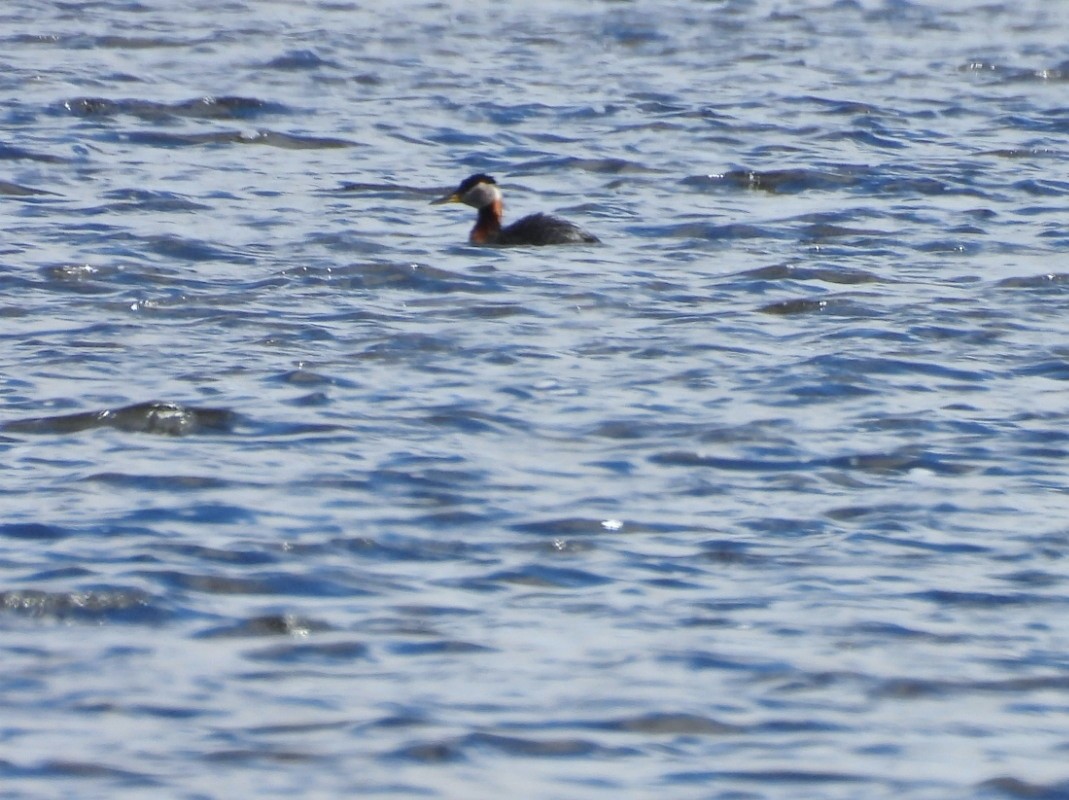 Red-necked Grebe - ML619065665