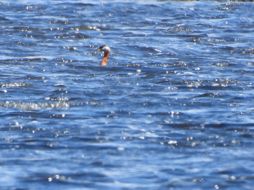 Red-necked Grebe - ML619065675