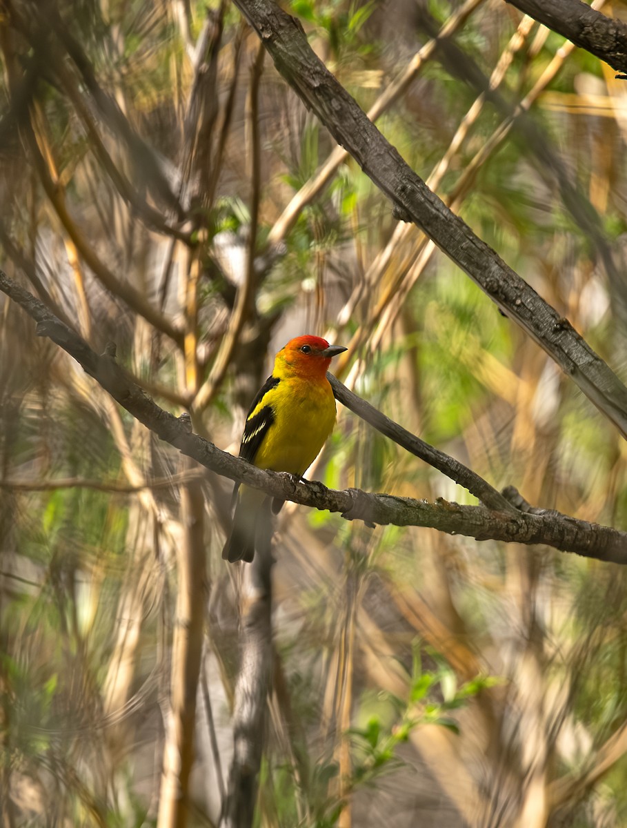 Western Tanager - ML619065766
