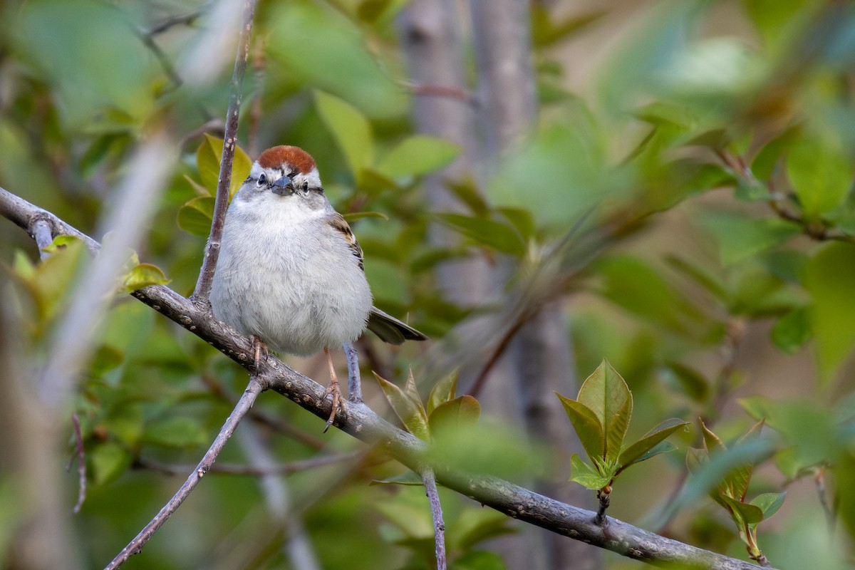Chipping Sparrow - ML619065778