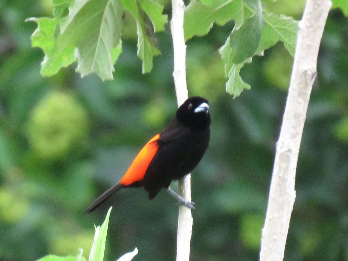 Scarlet-rumped Tanager - ML619065784