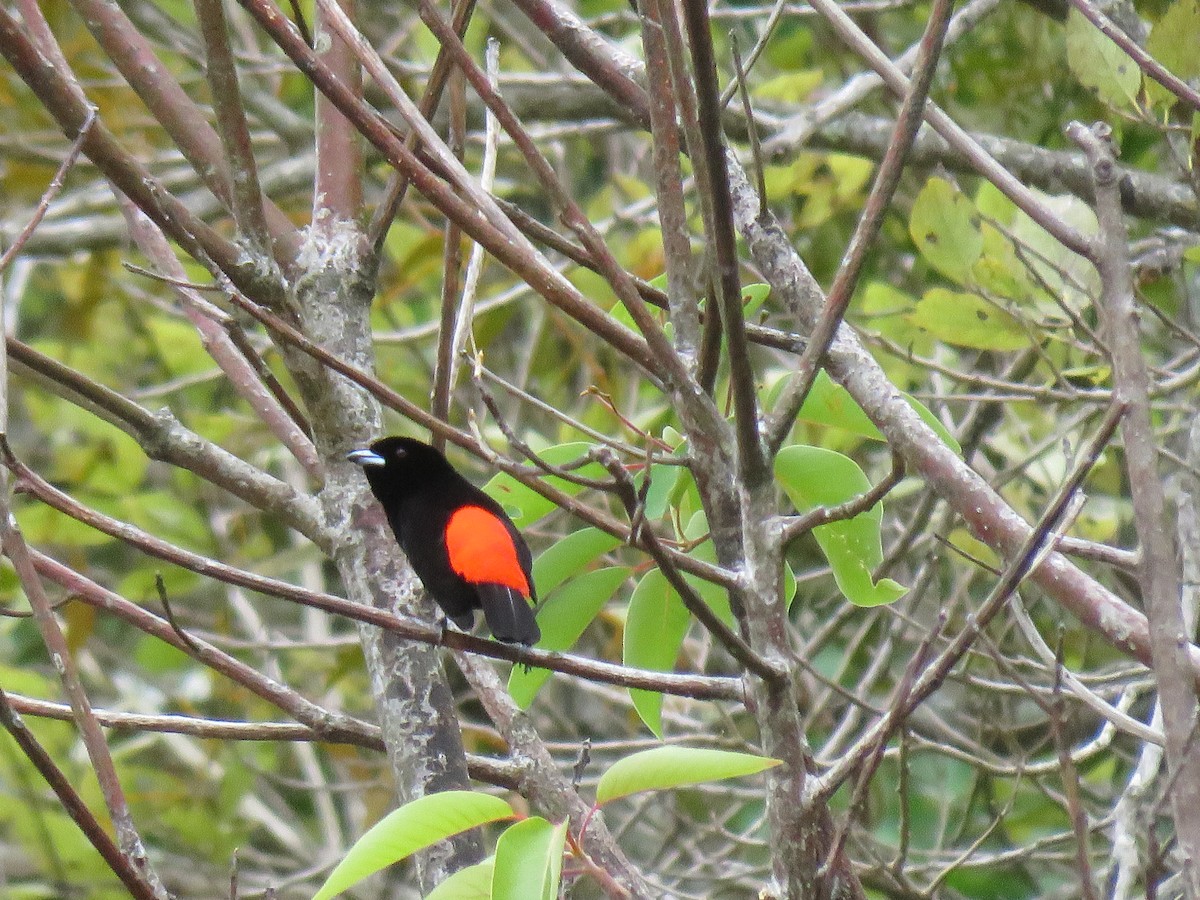 Scarlet-rumped Tanager - ML619065785