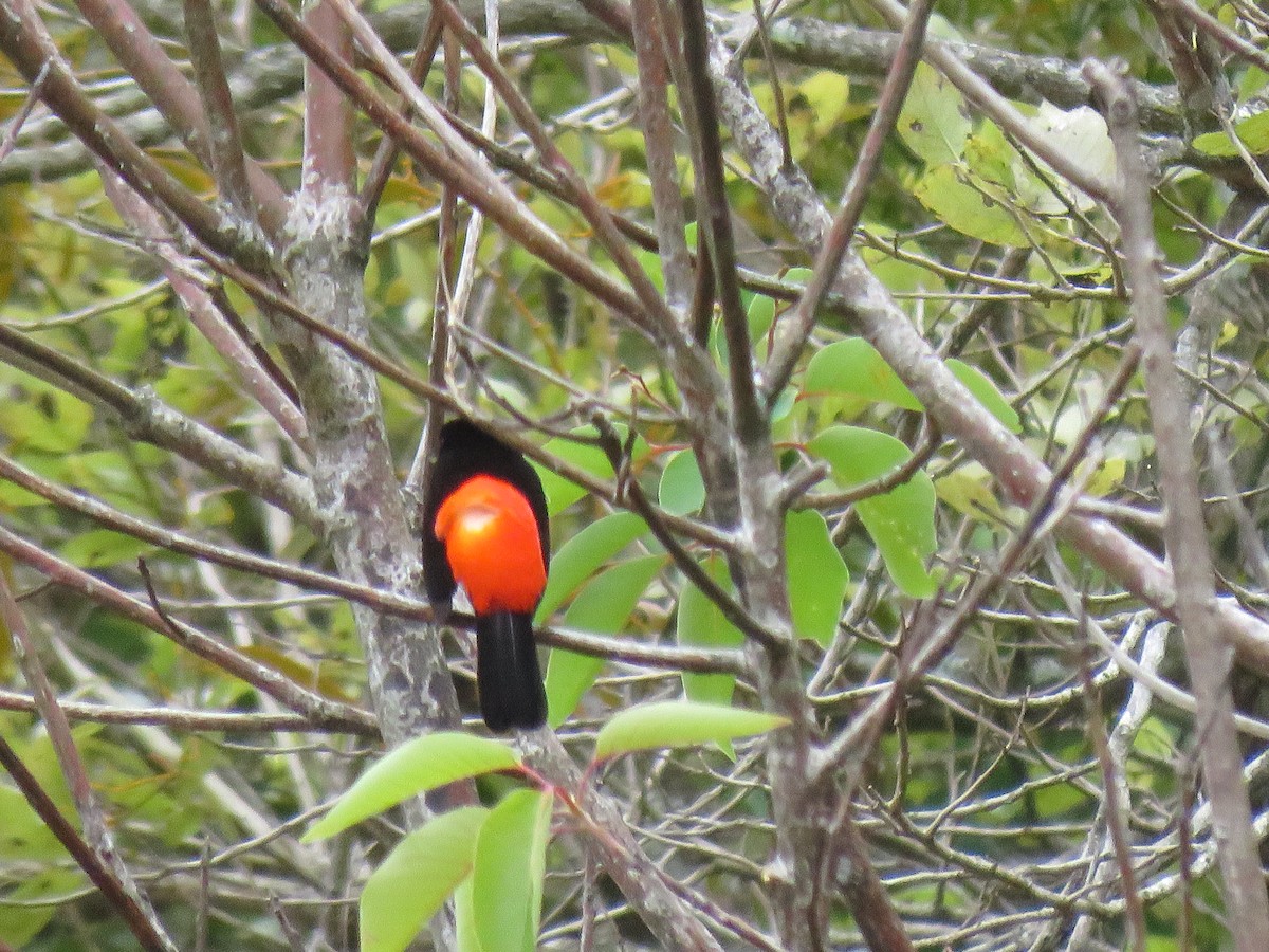 Scarlet-rumped Tanager - ML619065786