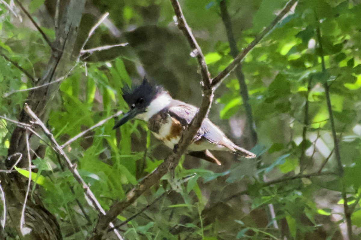 Belted Kingfisher - ML619065804