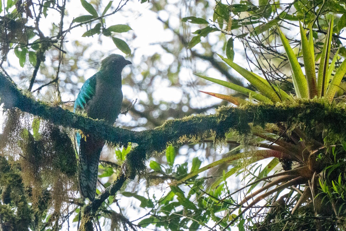 Muhteşem Ketzal (costaricensis) - ML619065805