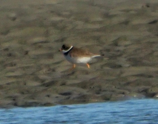 Semipalmated Plover - ML619065807