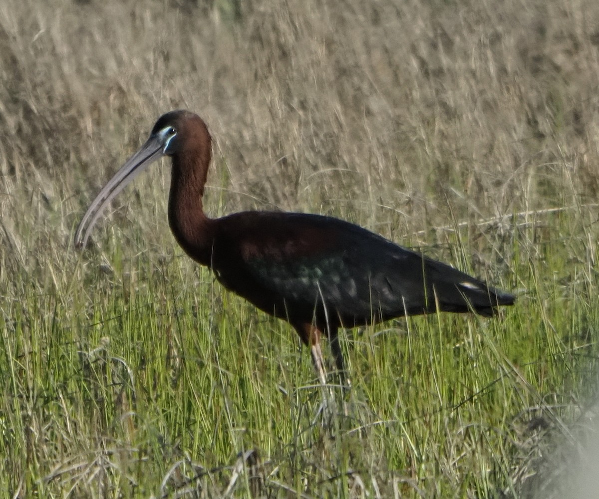 ibis hnědý - ML619065840