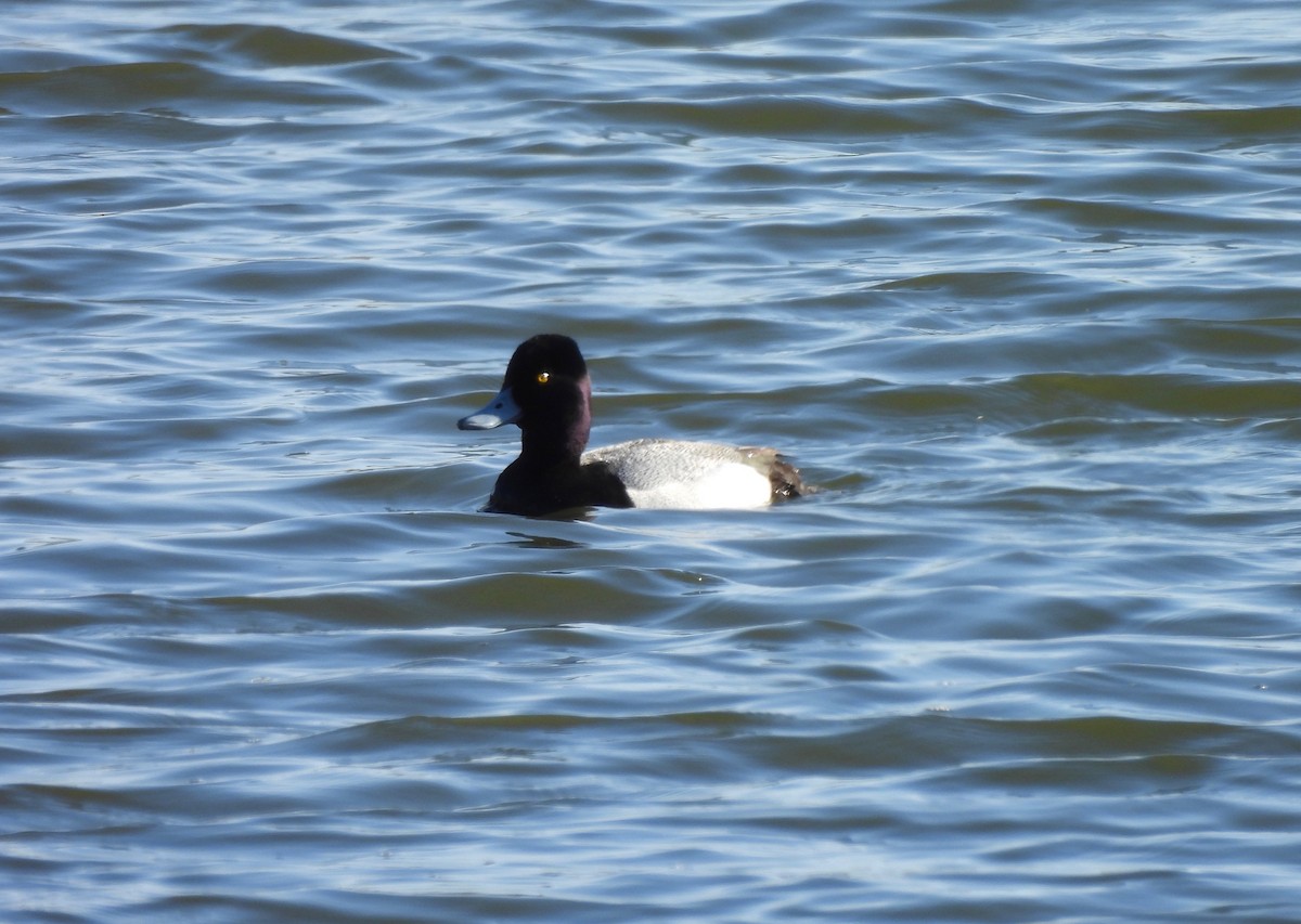 Lesser Scaup - Pegg & Mark Campbell