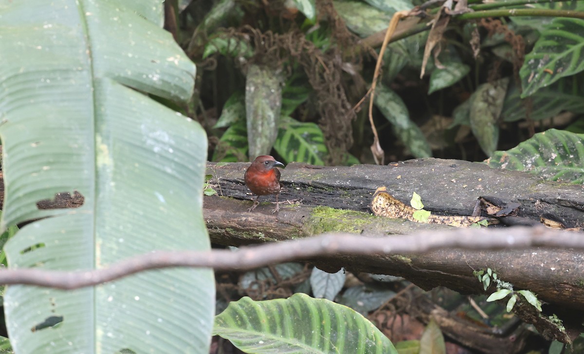 Red-throated Ant-Tanager - ML619065867