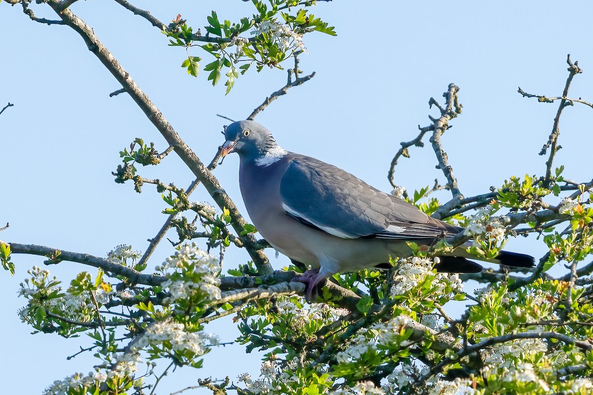 Common Wood-Pigeon (White-necked) - ML619065874