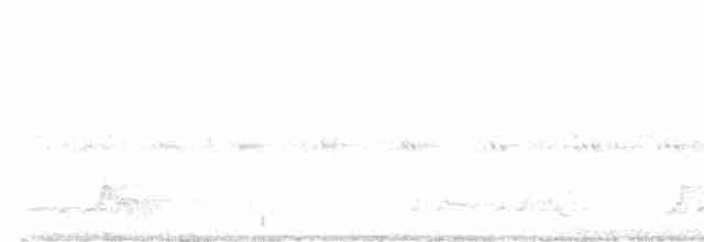 Carolinanachtschwalbe - ML619065888