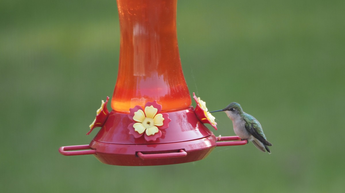 Ruby-throated Hummingbird - Lincoln Rice
