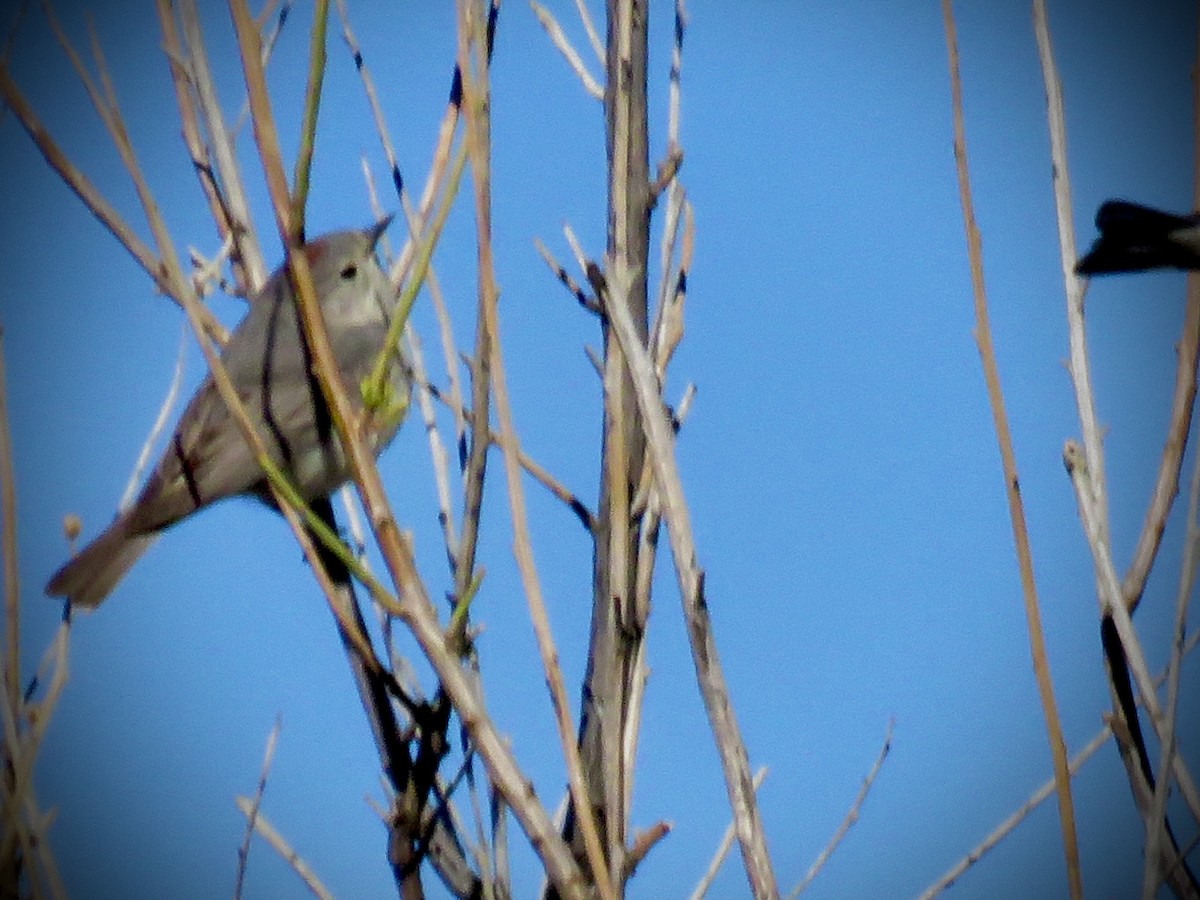 Lucy's Warbler - ML619065949