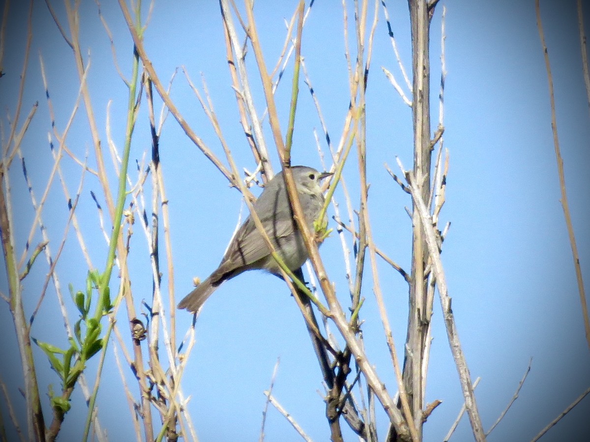 Lucy's Warbler - ML619065951