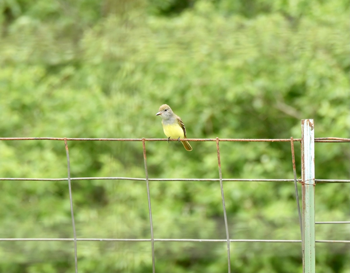 Great Crested Flycatcher - ML619065969