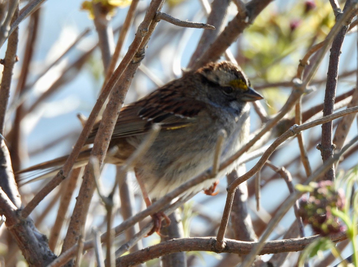 White-throated Sparrow - Pegg & Mark Campbell