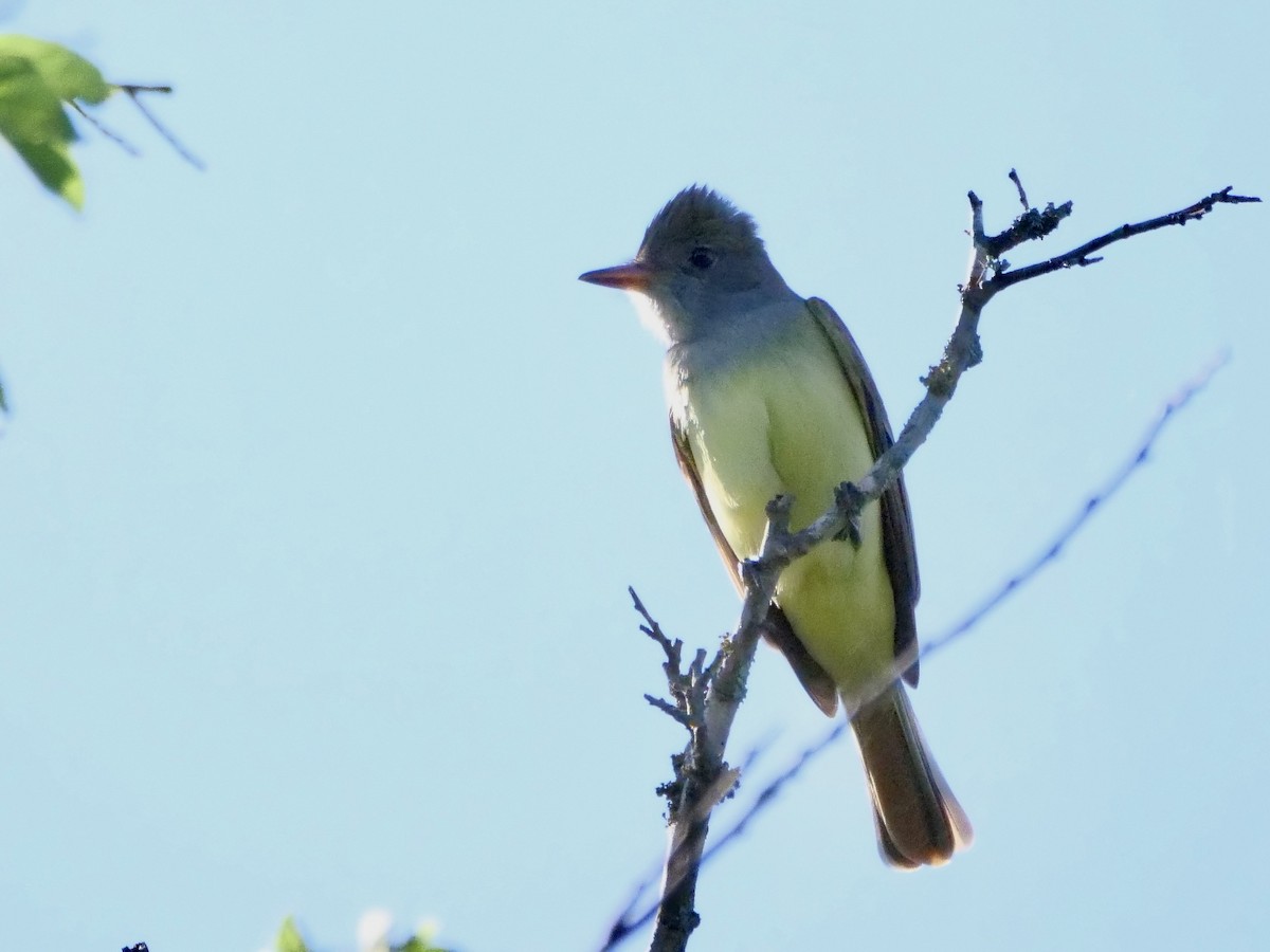 Great Crested Flycatcher - ML619066030