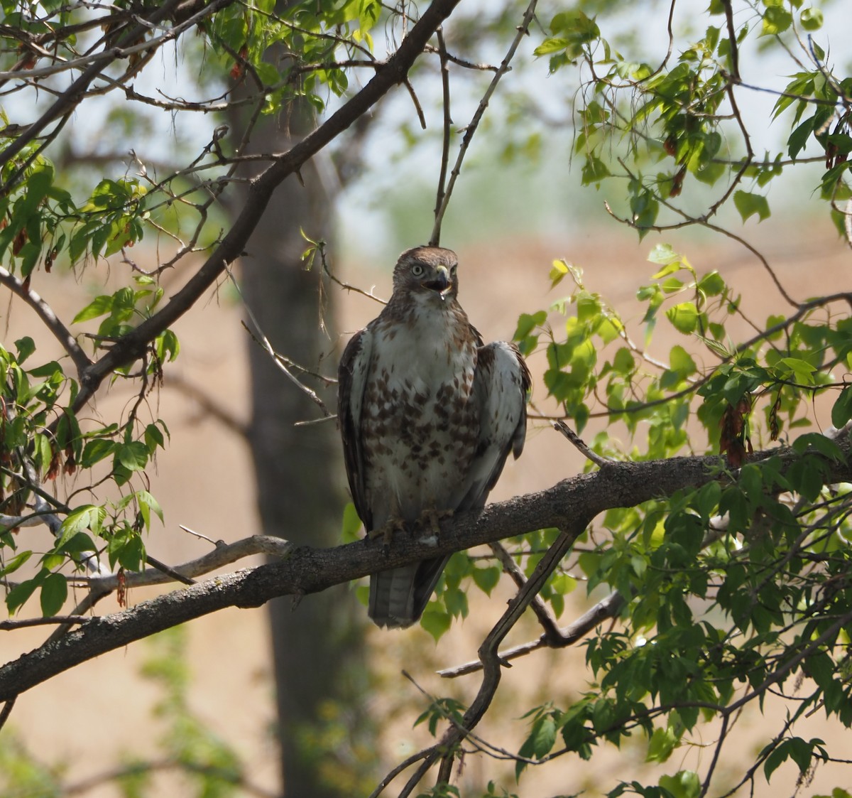 Red-tailed Hawk - ML619066063