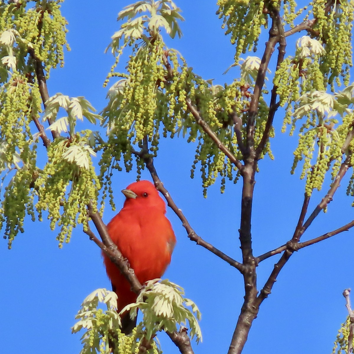 Scarlet Tanager - ML619066158