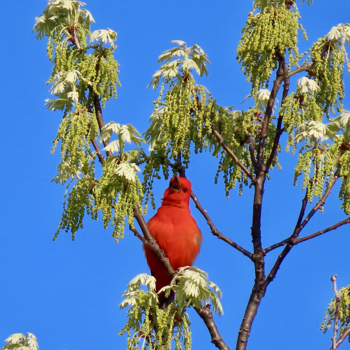 Scarlet Tanager - ML619066159